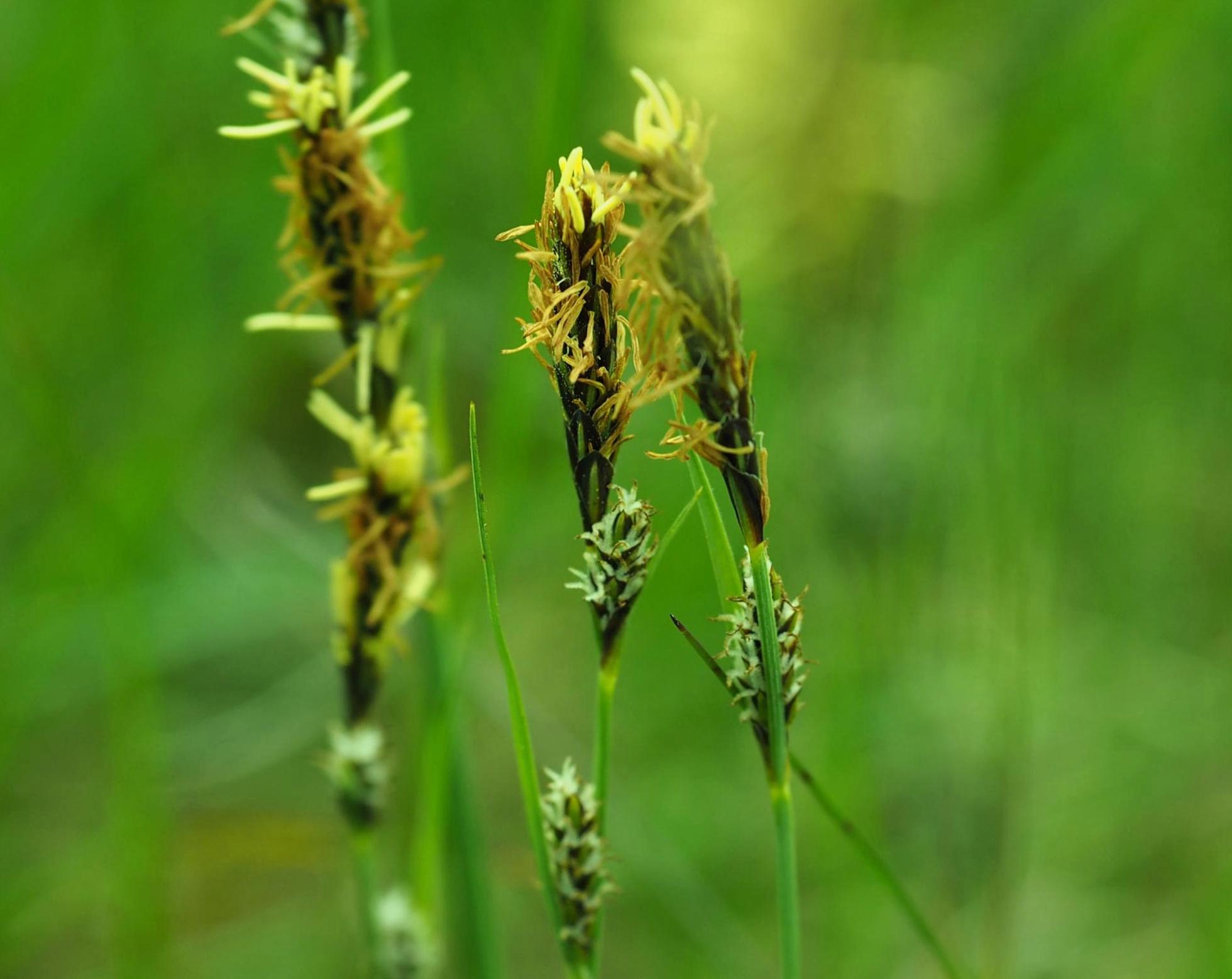 Sedge, Downy